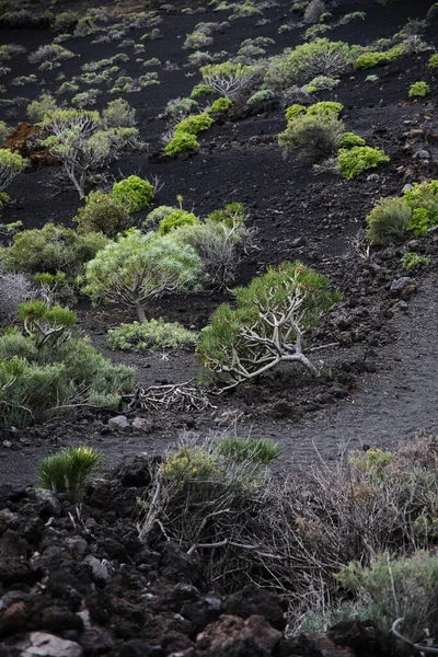 La Palma 'daki karanlık lav tarlasında dar bir yürüyüş yolu esiyor. Siyah volkanik kum ve parlak yeşil öforbi bitkileri arasındaki tezat bu tipik Kanarya adası manzarasını karakterize eder..