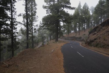 Atmosferik çam yolu sisli, La Palma. Kanarya Adası çam ağaçları sisli havada, volkanik dağ yamaçlarında, karamsar doğa manzarasında çamurlu yol.