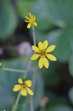 Narin sarı kır çiçekleri, muhtemelen Farfugium ya da Senecio, bulanık yeşil arka planda çiçek açıyor. İnce saplı küçük sarı çiçeklerin minimalist botanik bileşimi