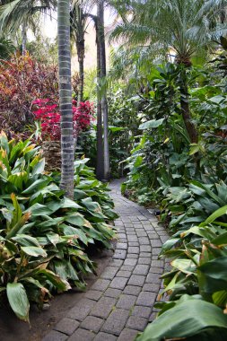 Manzaralı taş, verimli bir tropikal botanik bahçesinde kıvrılan asfalt bir yol. Palmiye ağaçları, renkli Croton bitkileri ve yeşil bir gölgelik altında yoğun egzotik yapraklarla çevrili yol.