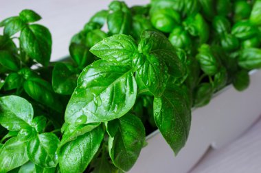 Yeşil fesleğen yaprağı. Makro