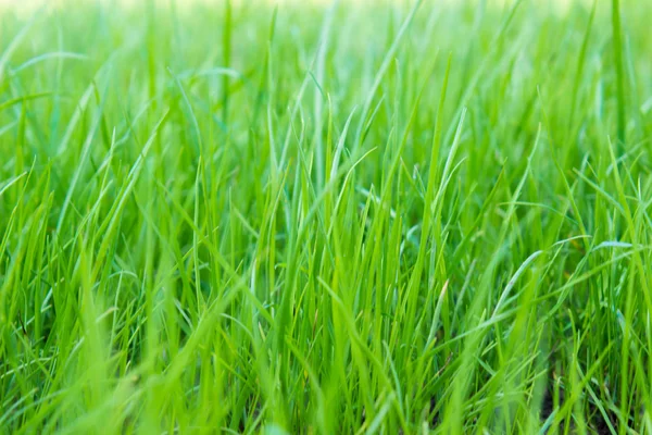 Green grass on green background — Stock Photo, Image