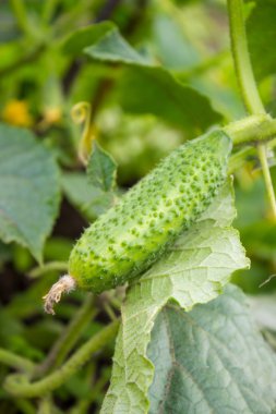 Bahçede salatalık yetişiyor.
