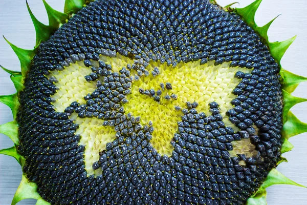 Weltkarte aus ganzen Sonnenblumen lizenzfreie Stockbilder