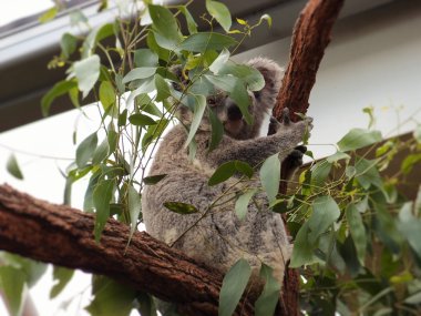 Ağacın üzerinde Koala, Avustralya