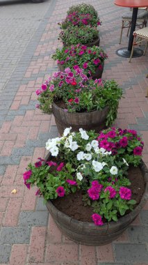 Köy saksısı, kafeterya koltuklarının yakınındaki renkli petunyalarla dolup taşan büyüleyici ahşap kap.