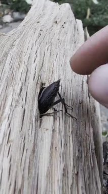 Yakın plan parmak vuruşu ahşap, arka bahçede yıpranmış kütük, nazik etkileşim anten ortaya çıkarır