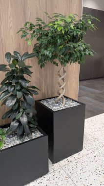 Kapalı Ofis Bitkileri Yapraklı Yapraklı, Ahşap Duvar ve Terrazzo Döşeme, Siyah Dikdörtgen Kaplar
