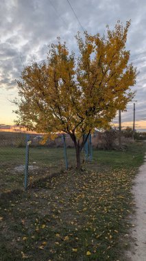 Sarı Ağaç Kirli Yol Günbatımı, Dağılmış Yapraklar Metal Çit Altında, Düşünceli Bulut ve Düşük Ufuk Oluşturan Huzurlu Kırsal Kırsal