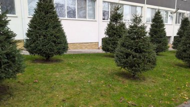 Bina pencerelerinin yakınındaki çimenlik çimenlikte her zaman yeşil olan küçük fidanlar, düzgün sıralanmış kozalaklı bahçeler, bulutlu ışık, serin