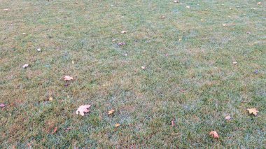 Yaprakları dağınık, çiğ yeşili çimenlik, çimenlik çimenlikte kahverengi yaprakları gösteren, sabah nemi.