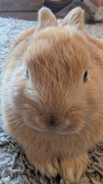 Ayrıntılı tavşan ağızlığı ve kürk dokusu yakından, makro perspektif, bıyık kökleri ve yumuşak palto, dar çerçeve doldurma çerçeve ortaya çıkarır