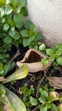 Taş duvarın yanında gömülü seramik parçalar, kısmen parlak yapraklar ve nemli toprak, koyu oyuk ve görülebilir küçük kökler ile kaplı.,