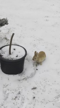 Kahverengi Tavşan Arka Bahçe Kar Küvetine Yaklaşıyor, Sıralı Tavşan Açık Bahçe 'de Kayıyor, Siyah Kokuyor