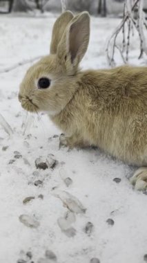 Kahverengi Tavşan Karlı Yerde Dinleniyor, Kapanış Dizisi Tavşanın Çömeldiğini, Eğildiğini, Esnediğini, Dinlediğini gösteriyor
