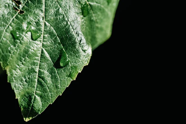 Canlı yeşil yaprak üzerindeki su damlacıklarının birbirine zıt siyah arkaplan üzerindeki makro detaylarını kapat