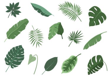 Beyaz arkaplanda izole tropikal yapraklar kümesi, vektör illüstrasyonu