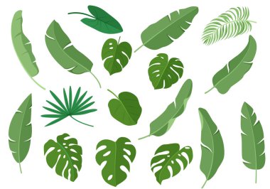 Beyaz arkaplanda izole tropikal yapraklar kümesi, vektör illüstrasyonu