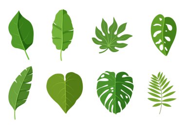 Beyaz arkaplanda izole tropikal yapraklar kümesi, vektör illüstrasyonu