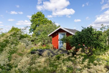 Stockholm 'deki geleneksel İsveç tahsis bahçesindeki kırmızı ahşap kulübe. Etrafı yeşillik ve çiçeklerle çevrili küçük İskandinav yazlığı mevsimlik yaşam, hafta sonu rahatlama ve kırsal kaçış için kullanılıyor. Samimi bahçe kulübesi, açık hava.