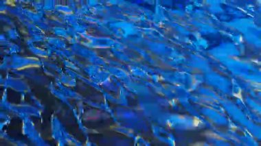 Mavi suda yüzen balık sürüsü