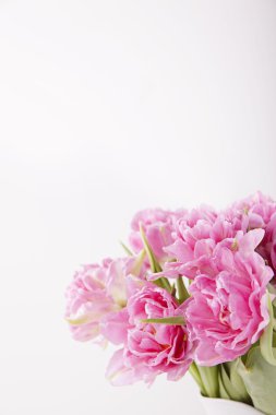 Beyaz arkaplanda pembe laleler