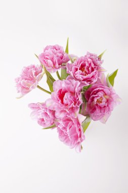 Beyaz arkaplanda pembe laleler