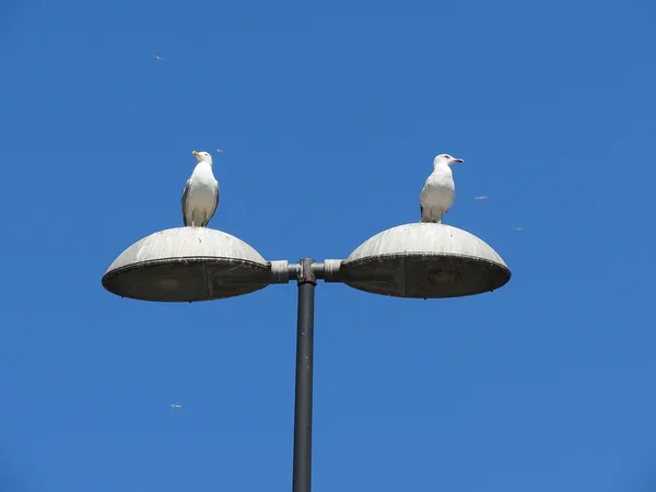 two birds on street lamp