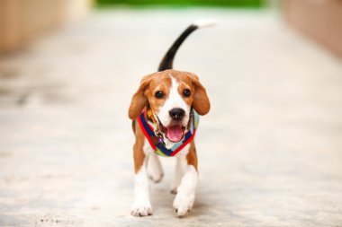 Sevimli küçük beagle köpek mutluluk yüzü ile çalışan