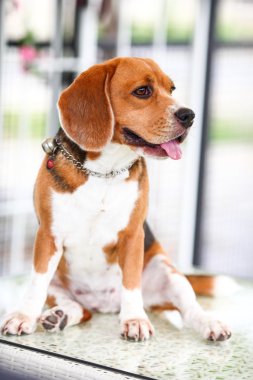Masada oturan genç beagle köpek