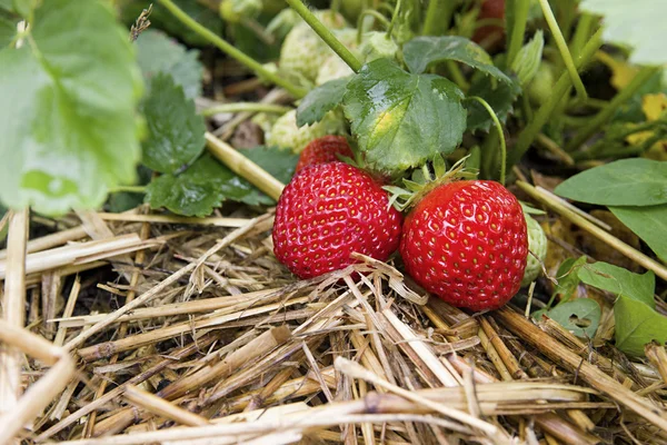 Arbusto de morango orgânico vermelho fresco Imagem De Stock