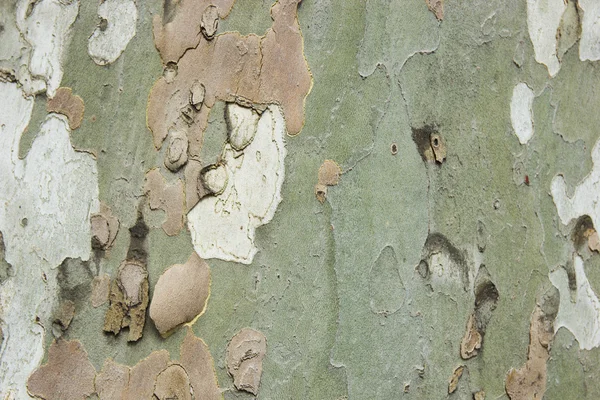 Jawor Kora drzewa z bliska — Zdjęcie stockowe