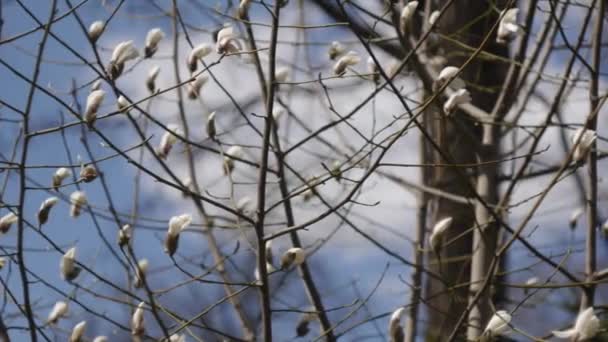 Magnolia floreciente. A mitad de tiro. Seguimiento correcto — Vídeo de stock