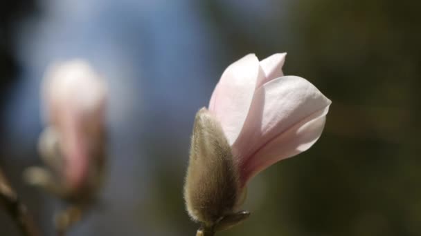Un bocciolo di Magnolia in fiore. Primo piano. Tracciamento destro — Video Stock