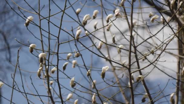 Magnolia en fleurs. Au ralenti. Au milieu. Suivi à droite. Mise au point rack 