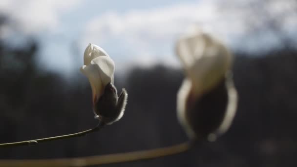 Dos brotes de magnolia floreciente. Concéntrate. Primer plano. — Vídeo de stock