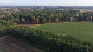 Hava görüntüsü kozalaklı bitkinin çizgili bir ekin tarlasıyla buluştuğunu gösteriyor. Keskin çapraz sınır işaretleri arazi kontrastı kullanır. Çiftlik evleri ve toprak yollar öğleden sonra aydınlığında ortaya çıkıyor..