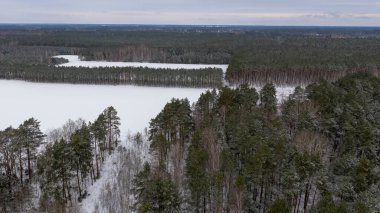 Polonya 'nın Nowy Lubiel kenti yakınlarındaki hava sahnesinde çam ormanları ve donmuş çayırlar, önündeki huş ağaçları, düz tarlalar ve bulutlu bir gökyüzü görülüyor..