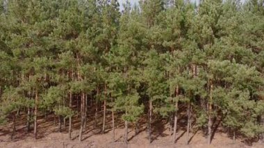 Hava manzarası ince gövdeli bir çam ormanı kenarı, iğne zeminli ve soluk kahverengi sakallı bir tarlada gün ortasında açık gökyüzünün altında traktör izleri olan dallar gösteriyor..