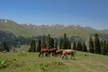 Küçük bir inek sürüsü Gürcistan 'ın Batumi kenti yakınlarındaki Adjara' da bir çayırda otlar, kozalaklı ağaçlar, geç bahar karlı yuvarlanan dağlar ve öğle güneşinde uzak köy evleri ile birlikte..