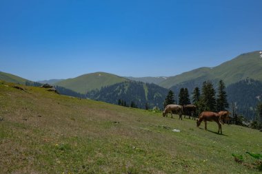 Çok sayıda at Batumi, Georgia yakınlarındaki yumuşak bir yamaçta otluyor, kır çiçekleri ve kayalar mevcut, kozalaklı ormanlar ve karlı zirveler ötesinde, çimenlerde plastik bir şişe yatıyor..