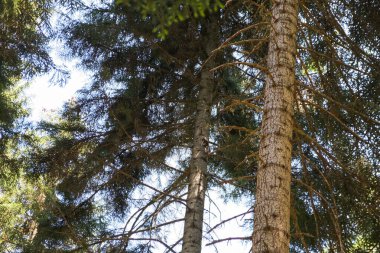 Gürcistan 'ın kuzeyindeki ılıman bir ormanda iki ladin ağacı birlikte yükseliyor. Sert açık kahverengi gövdeler, üzerinde çıplak koçanlar, üzerinde siyah iğneler, öğle vakti benekli güneş ışığı..