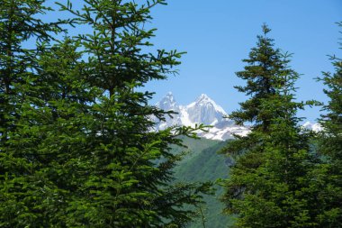 İkiz Ushba zirveleri Gürcistan 'ın Svaneti kentindeki yemyeşil köknar ağaçlarının ötesine yükselir. Gün ortası güneşi ve bulutsuz bir gökyüzü, karanlık ormanı ve beyaz tepeleri bir yürüyüşçünün yolda durduğu gibi tanımlar..