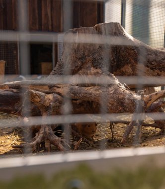 Litvanya 'nın Druskininkai şehrinde beyazlatılmış bir kütüğe bakan bir kobay. Ahşap duvarlar ve tel paneller kırsal serginin çerçevesini sıcak öğleden sonra ışığında.