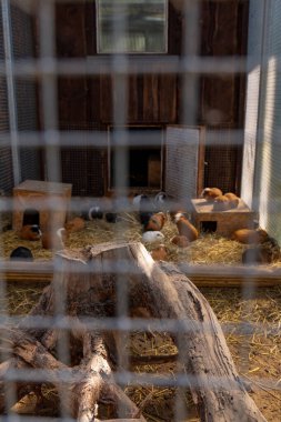 Kobay fareleri, öğleden sonra vakti sıcacık bir ışıkla Litvanya 'nın Druskininkai kentindeki açık bir ağılda bulunan tahta kutular ve kütüklerle samanlıkta dinlenir ve keşfederler..