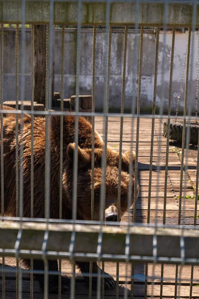 Litvanya, Druskininkai 'de bir kahverengi ayı demir parmaklıkların arkasında duruyor. Gün ortası ışığı, kalın kürke, zincirlere ve lastiğe çarpar. Yakınlarda oturur ve beton duvarlar, kapalı bir ortam oluşturur..