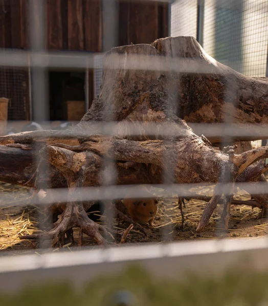 Litvanya 'nın Druskininkai şehrinde beyazlatılmış bir kütüğe bakan bir kobay. Ahşap duvarlar ve tel paneller kırsal serginin çerçevesini sıcak öğleden sonra ışığında.