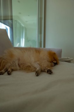 Modern bir Litvanya evindeki soluk bir kanepede uyuyan tüylü küçük bir köpek. Sönük yeşil gün ışığı filtreleri büyük pencereler ve camdan bir kapı, alçak açılı ve sığ bir alan derinliği var..