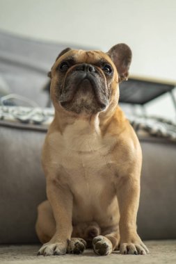 Tan French Bulldog içerideki halıya oturur ve yukarıya bakar. Yumuşak odaklı gri kanepe ve katlanmış battaniye arkada oturur. Gün ışığı ve yüzeysel alan derinliği sakin bir manzara oluşturuyor..