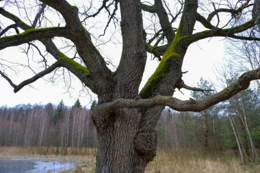 Yapraksız meşe, bükülmüş uzuvları ve canlı yosunları Belavezhskaya Pushcha, Belarus 'ta, bulutlu kış ışığı, huş ağacı ve çam ağaçları altında buzlu bir sulak arazide duruyor..